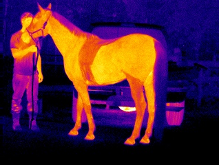 equine_horse_infrared_cameras_analysis